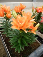 [5026 TinyDoubleYou No01.JPG]